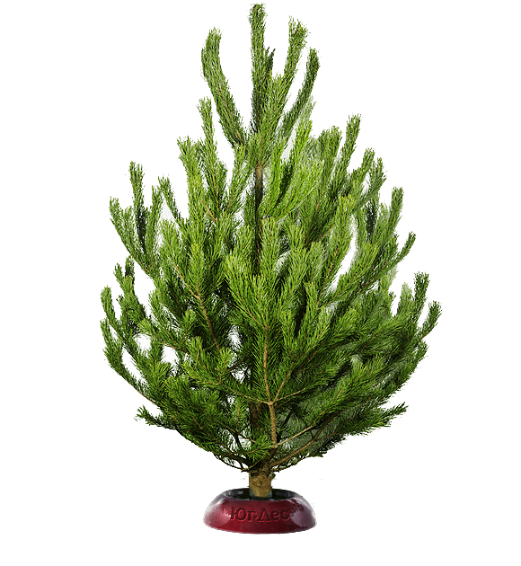 Сосна